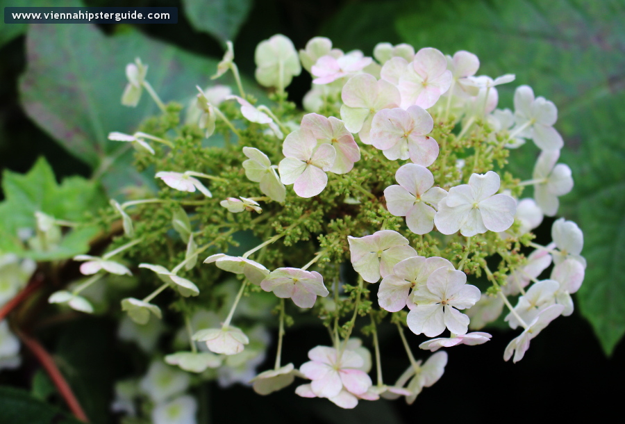 Palmenhaus Schönbrunn, Wien / Vienna - Jugendstil, Secession, Art Nouveau